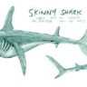 FINDNG NEMO: sharks