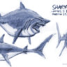 FINDNG NEMO: sharks